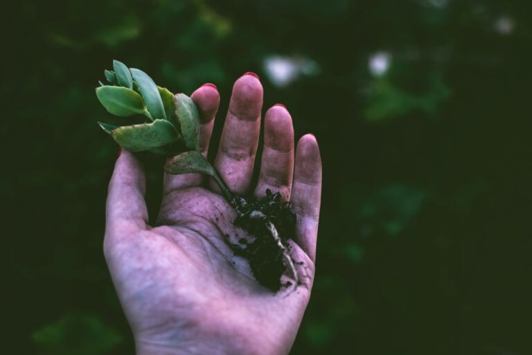 Hand holding a seasonal sprout from the dirt