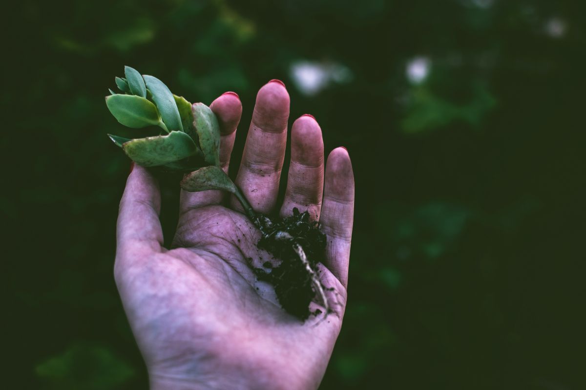 Hand holding a seasonal sprout from the dirt